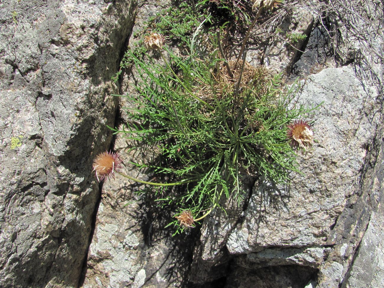 Image of Jurinea coronopifolia specimen.