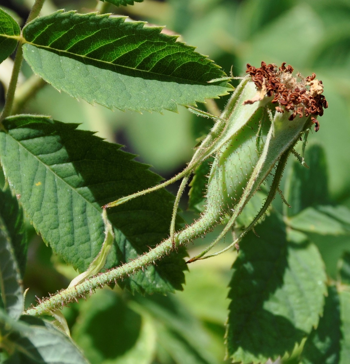 Image of Rosa damascena specimen.