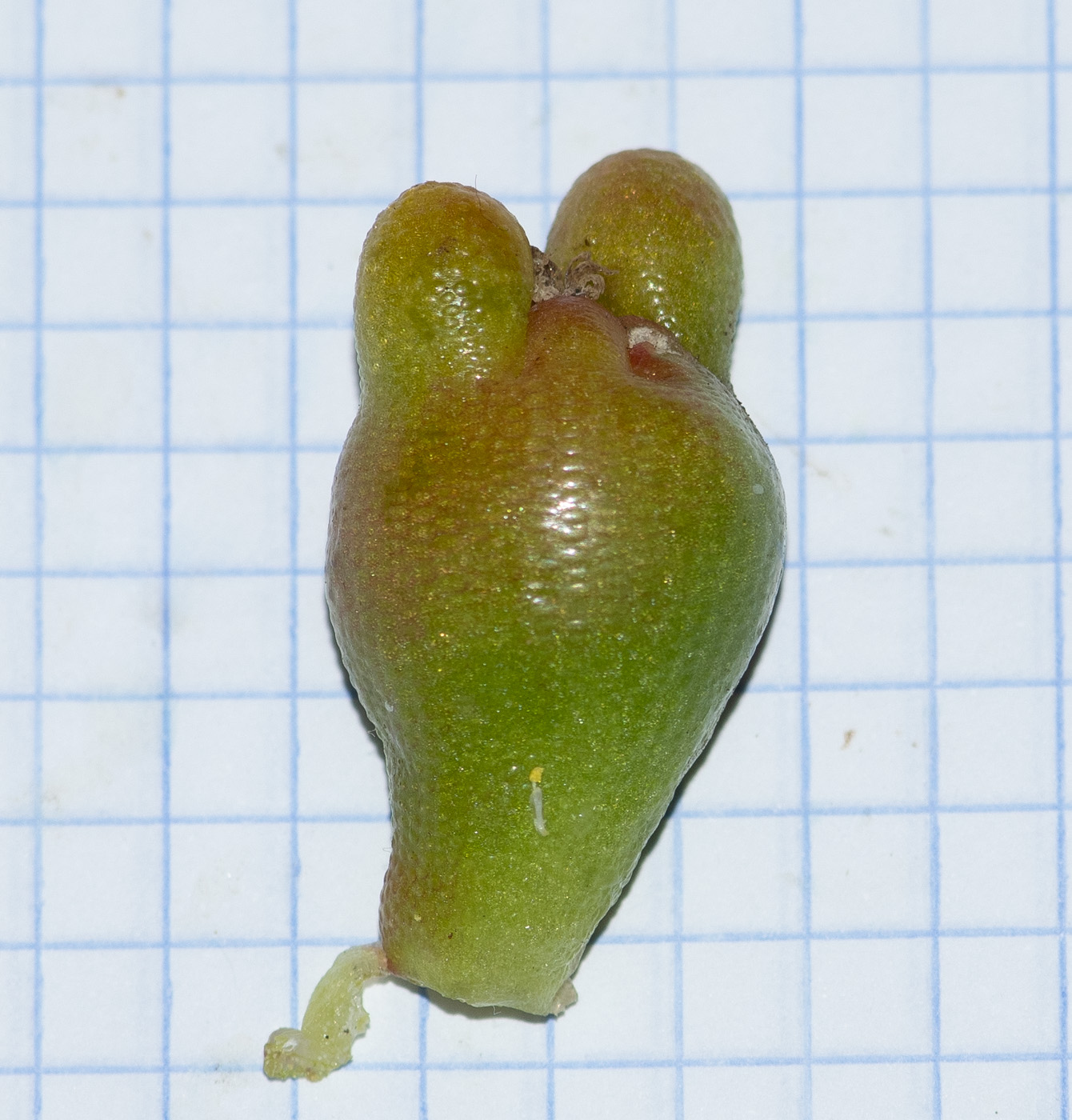 Image of Mesembryanthemum cryptanthum specimen.