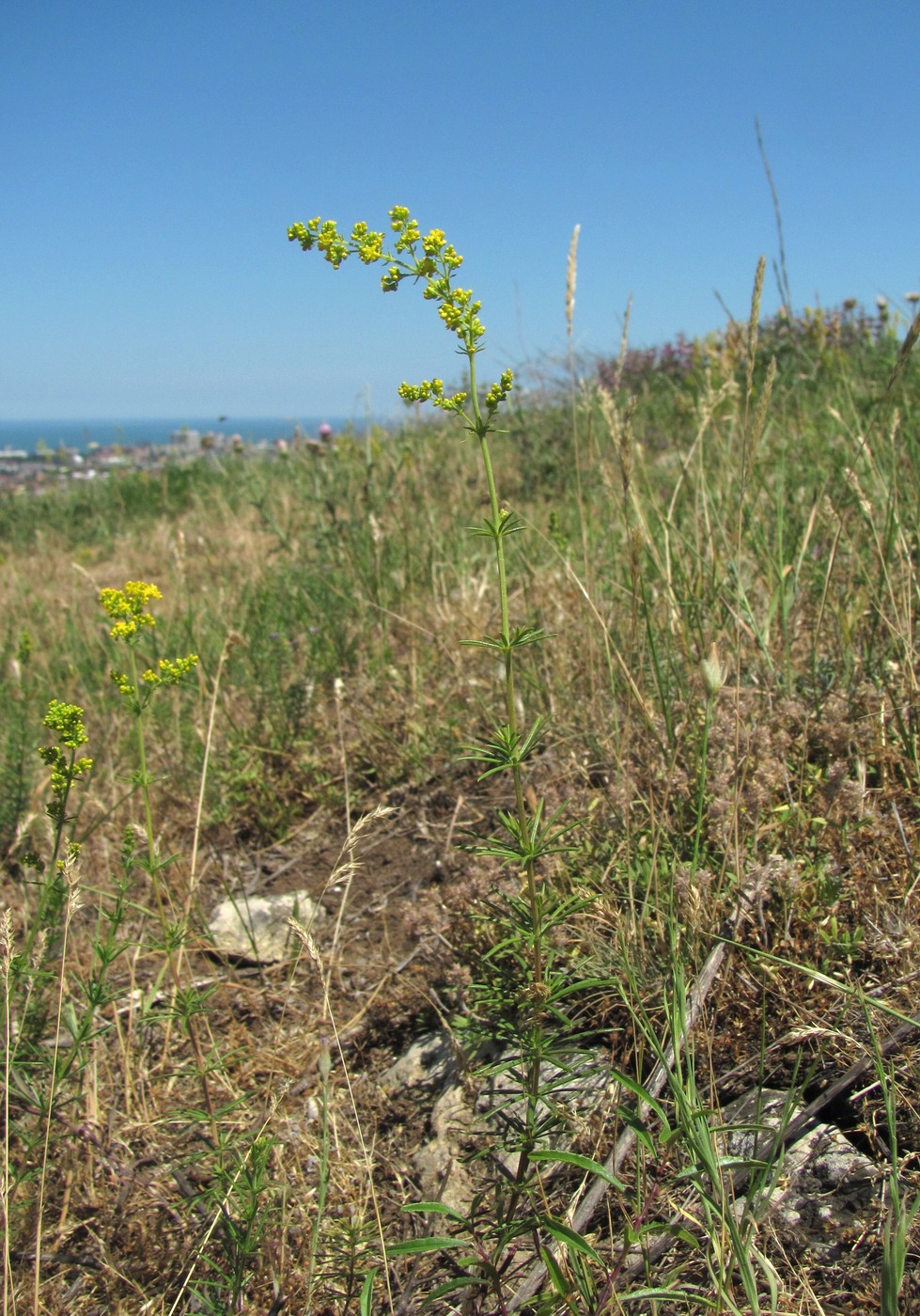 Изображение особи Galium verum.