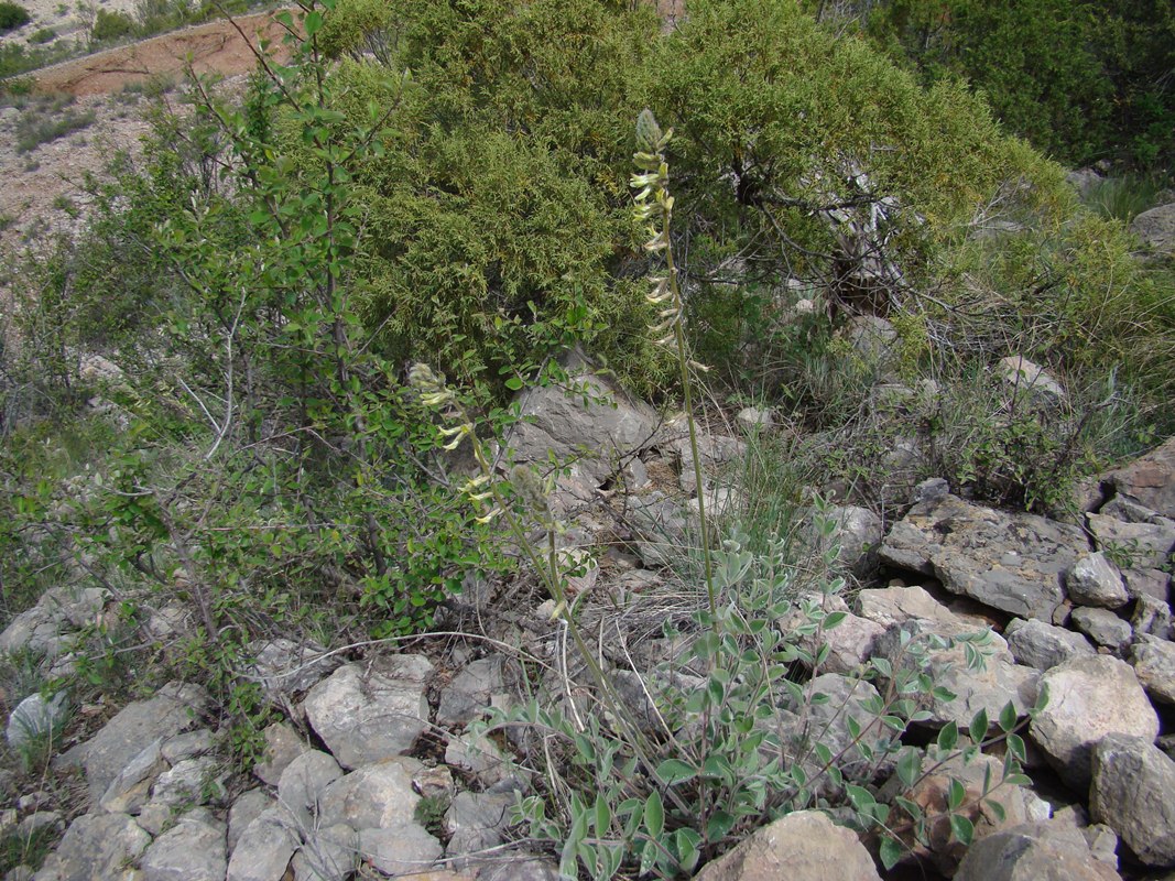 Изображение особи Astragalus macropodium.