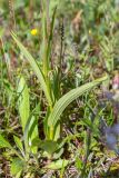 Epipactis palustris