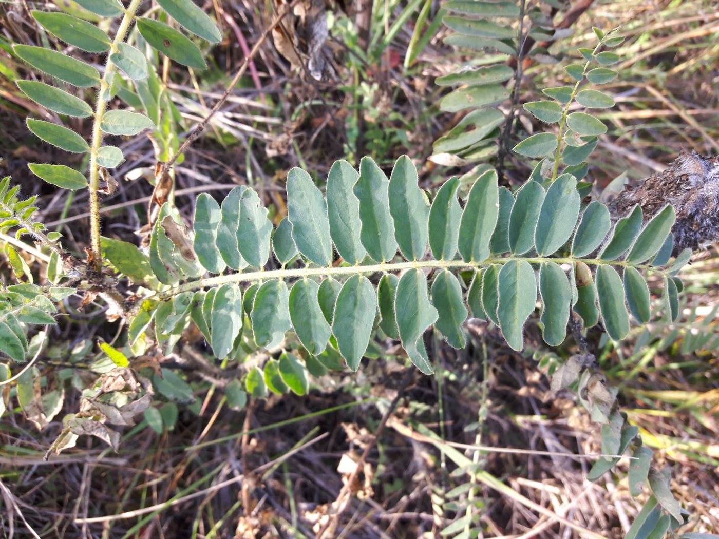 Image of Astragalus alopecurus specimen.