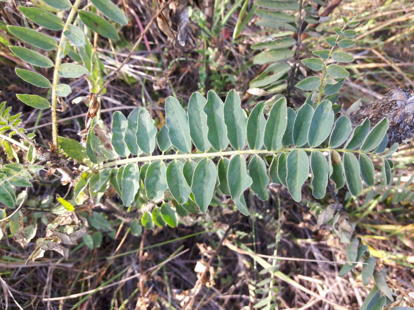 Изображение особи Astragalus alopecurus.