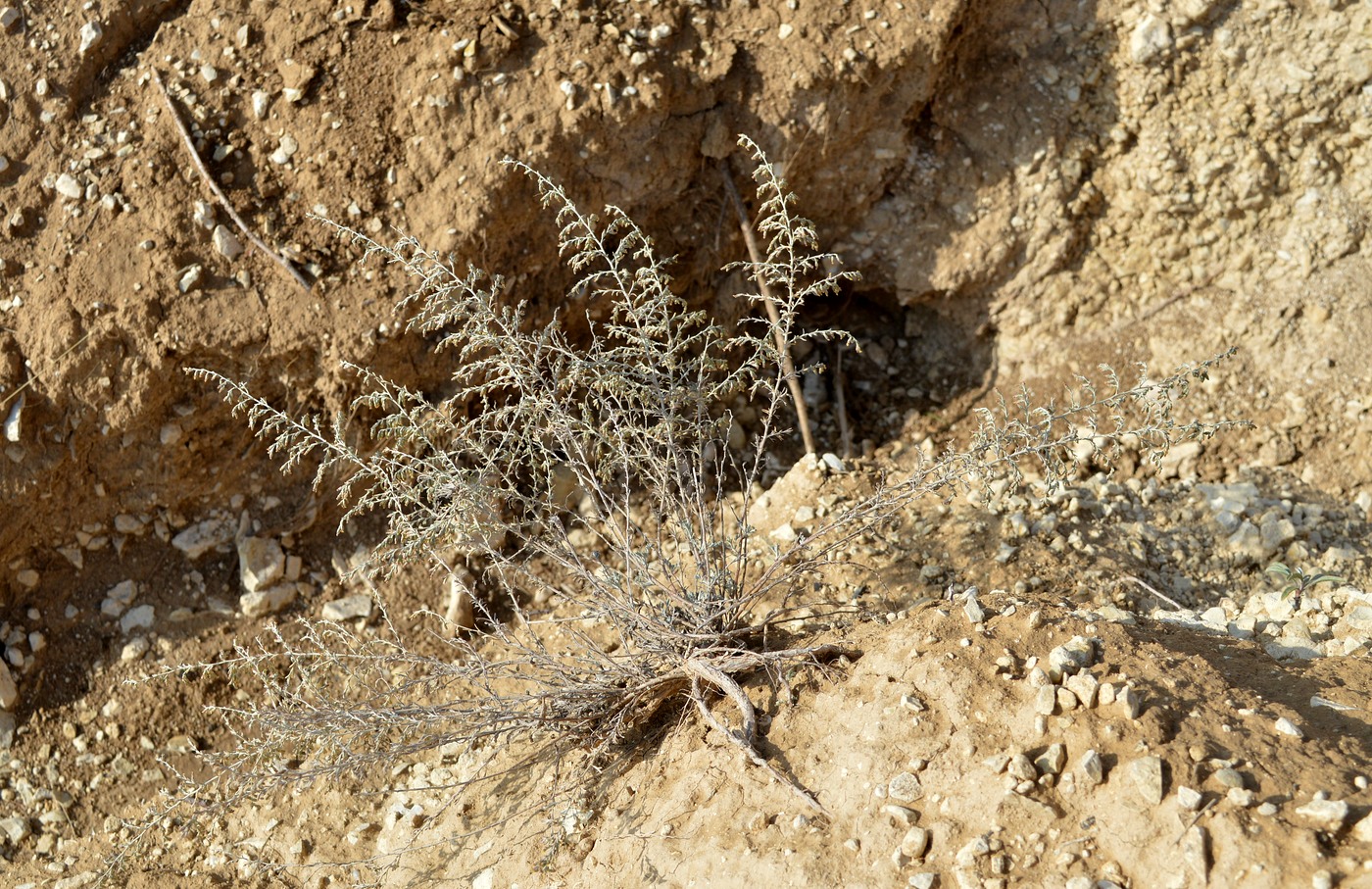 Image of Artemisia nutans specimen.