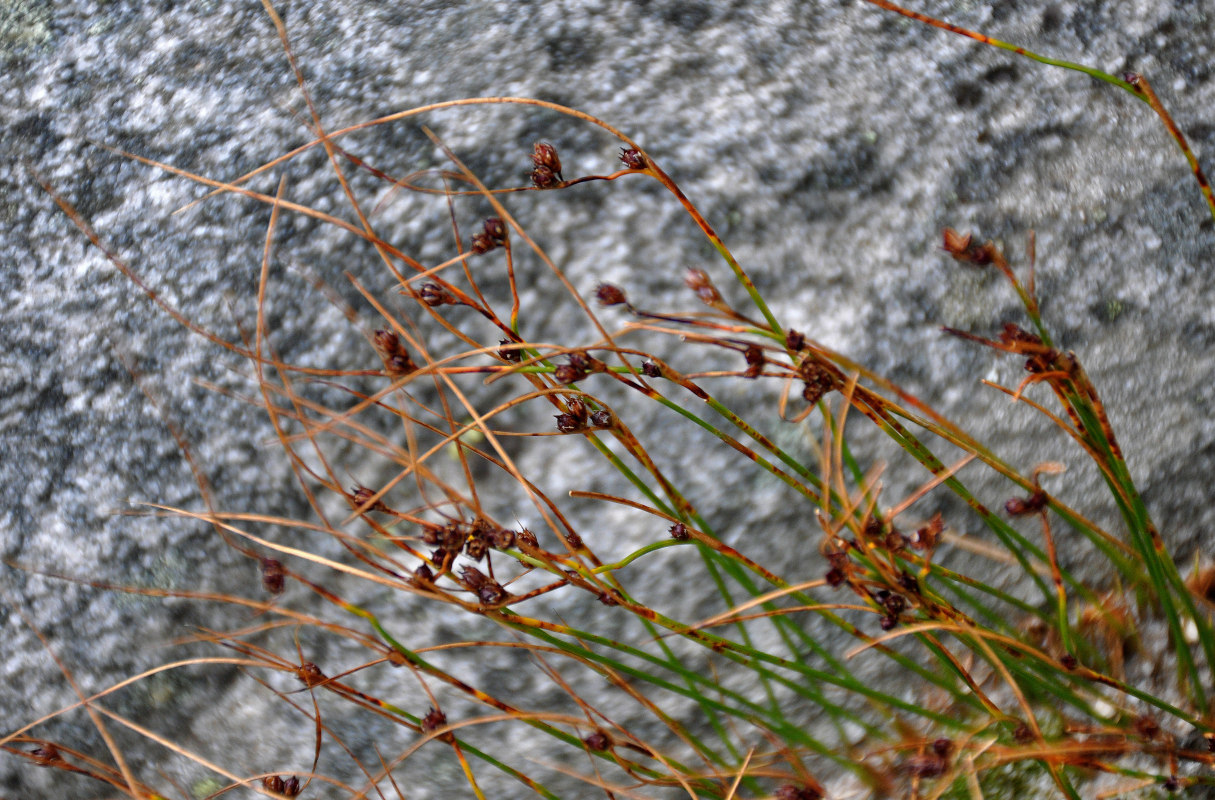 Image of Juncus trifidus specimen.