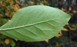 Image of taxon representative. Author is Евгений Пахомов