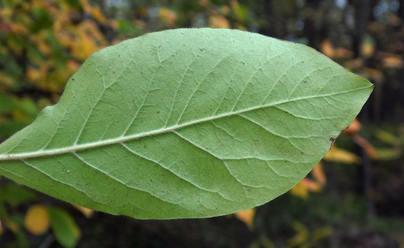 Изображение особи Mespilus germanica.