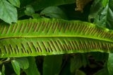 Phyllitis scolopendrium. Часть вайи с сорусами (вид снизу). Краснодарский край, МО город-курорт Сочи, Хостинский р-н, долина р. Агура, ООПТ Агурские водопады, лес. 8 октября 2019 г.