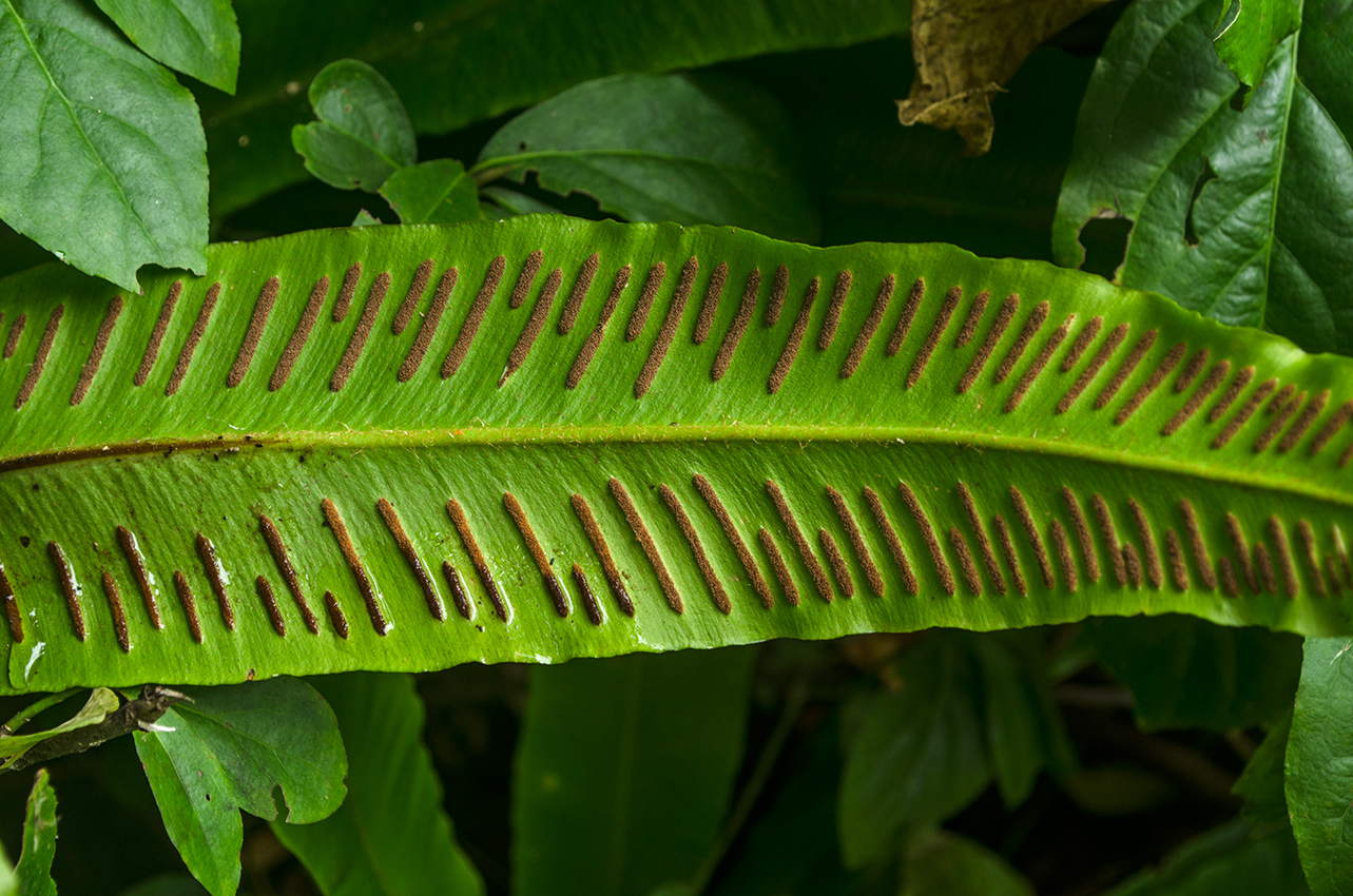 Изображение особи Phyllitis scolopendrium.