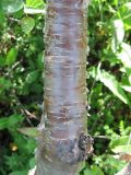 Betula divaricata