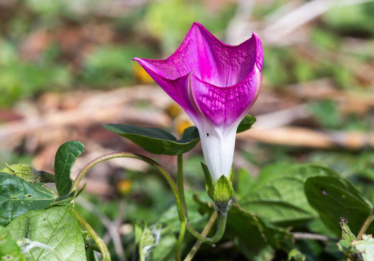 Изображение особи Ipomoea purpurea.