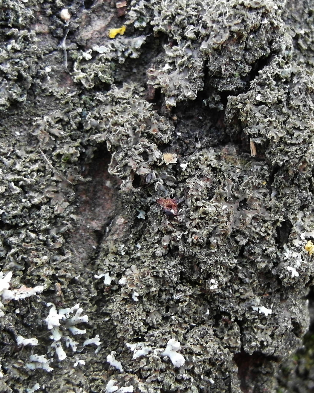 Image of Phaeophyscia nigricans specimen.