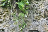 Campanula pendula