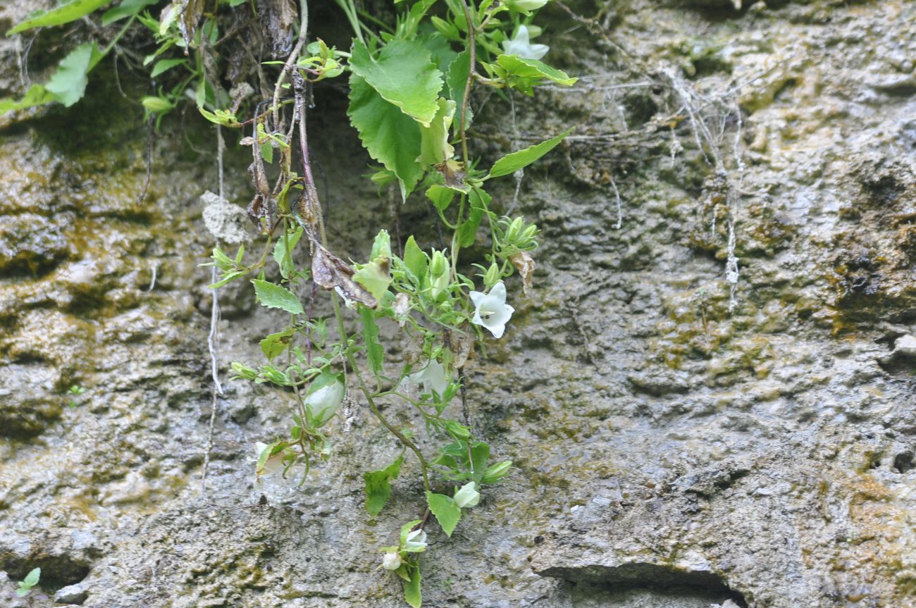 Image of Campanula pendula specimen.