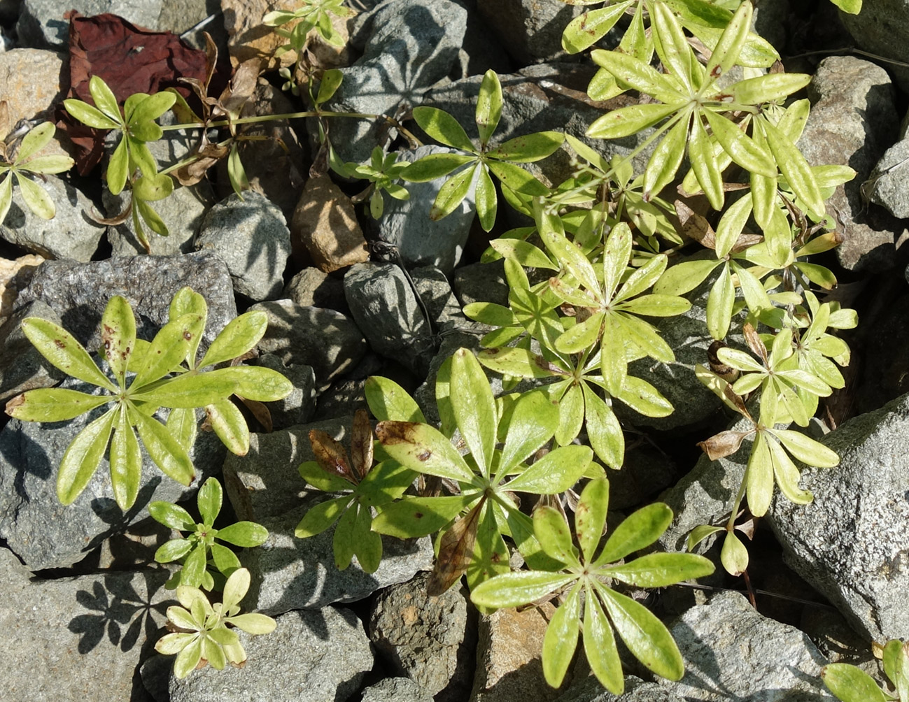 Image of Galium odoratum specimen.