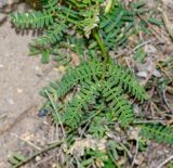 Prosopis pallida. Лист. Перу, регион La Libartad, археологический комплекс \"Chan Chan\". 28.10.2019.