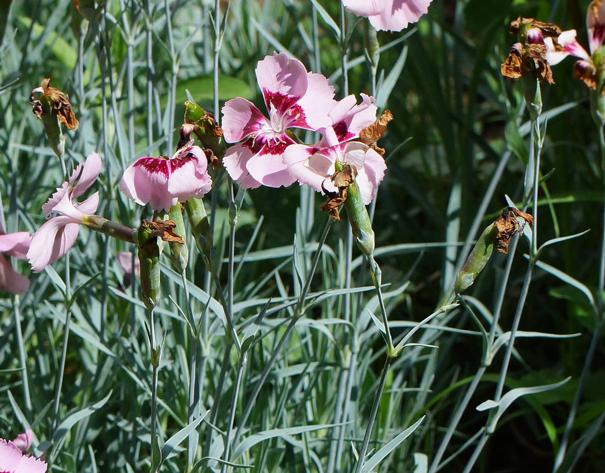 Image of Dianthus chinensis specimen.