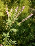 Hedysarum alpinum. Верхняя часть цветущего растения. Архангельская обл., Вельский р-н, окр. пос. Усть-Шоноша, пойма р. Вель. 15 июля 2010 г.