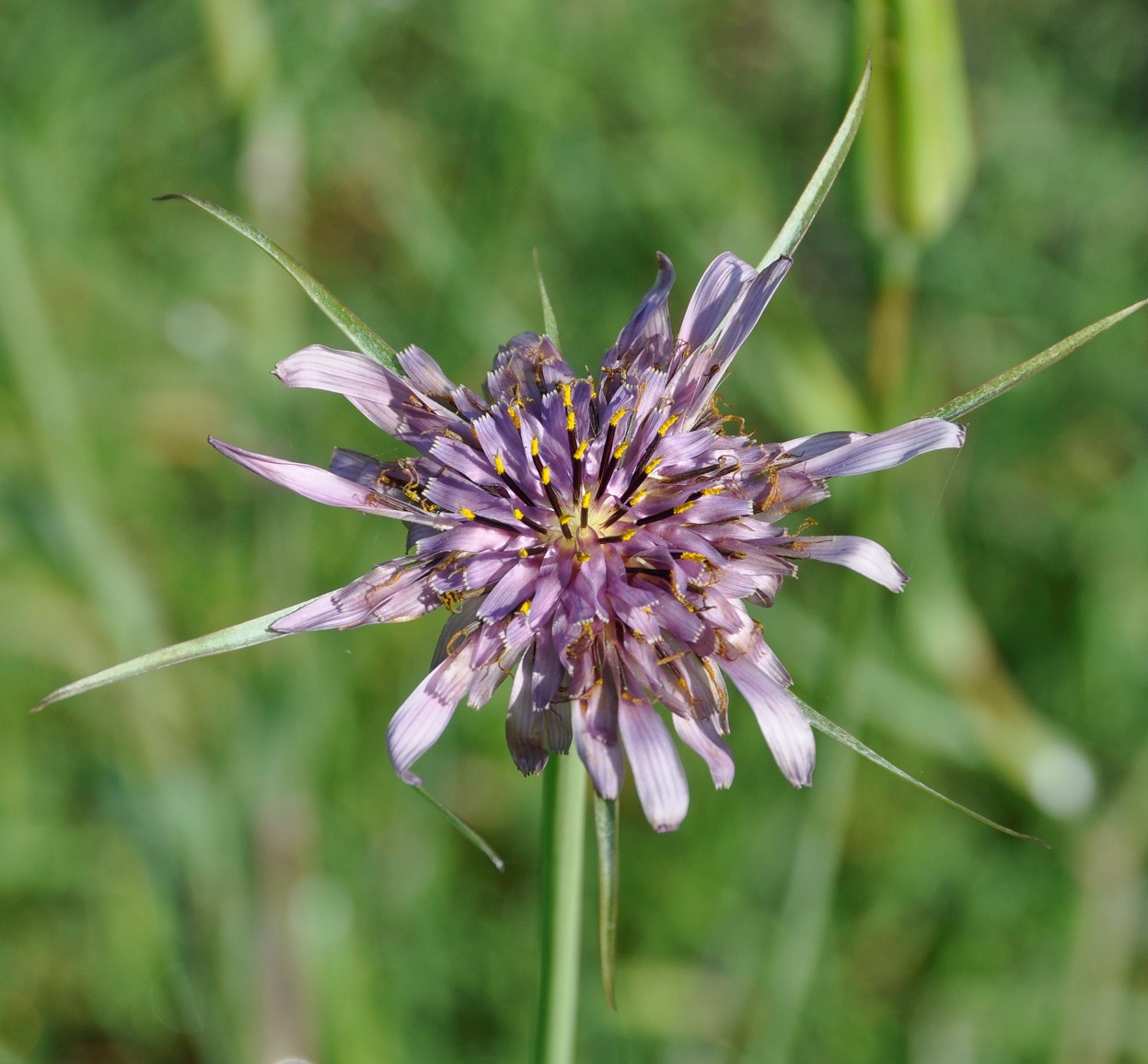 Image of Tragopogon porrifolius ssp. longirostris specimen.