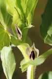 Vicia narbonensis