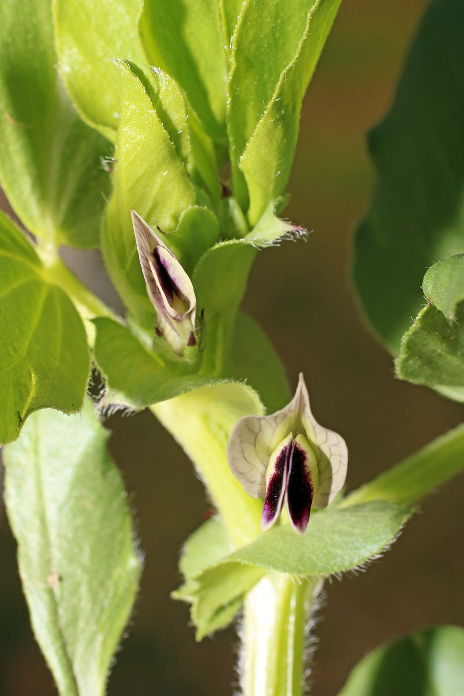 Изображение особи Vicia narbonensis.