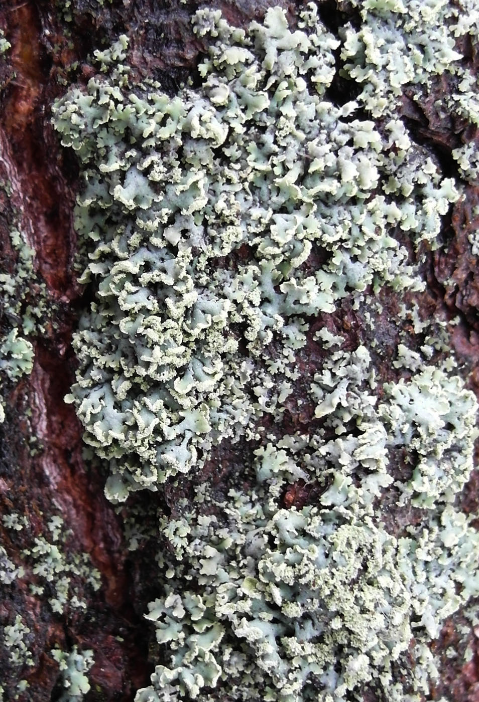 Image of Physcia dubia specimen.