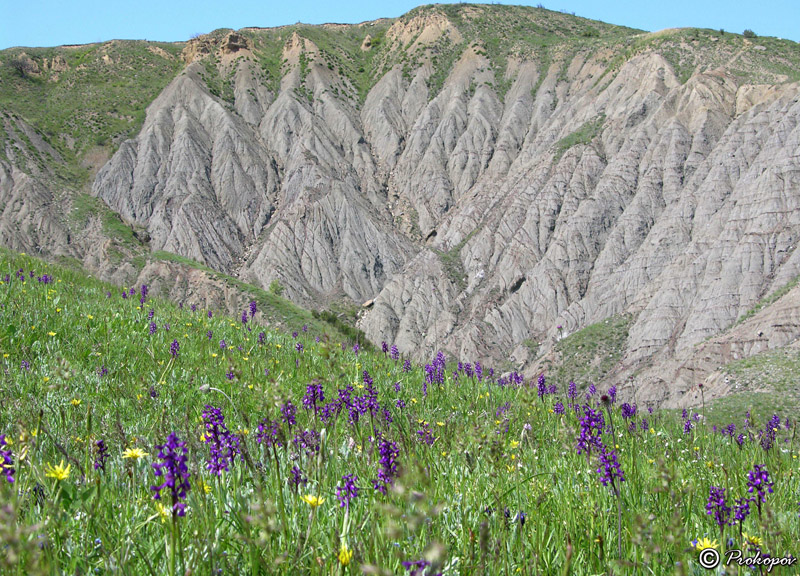 Image of Anacamptis morio ssp. caucasica specimen.