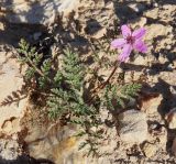 Erodium stellatum. Цветущее растение. Израиль, окр. г. Арад, опустыненная фригана на ровной возвышенной каменистой поверхности. 05.03.2020.