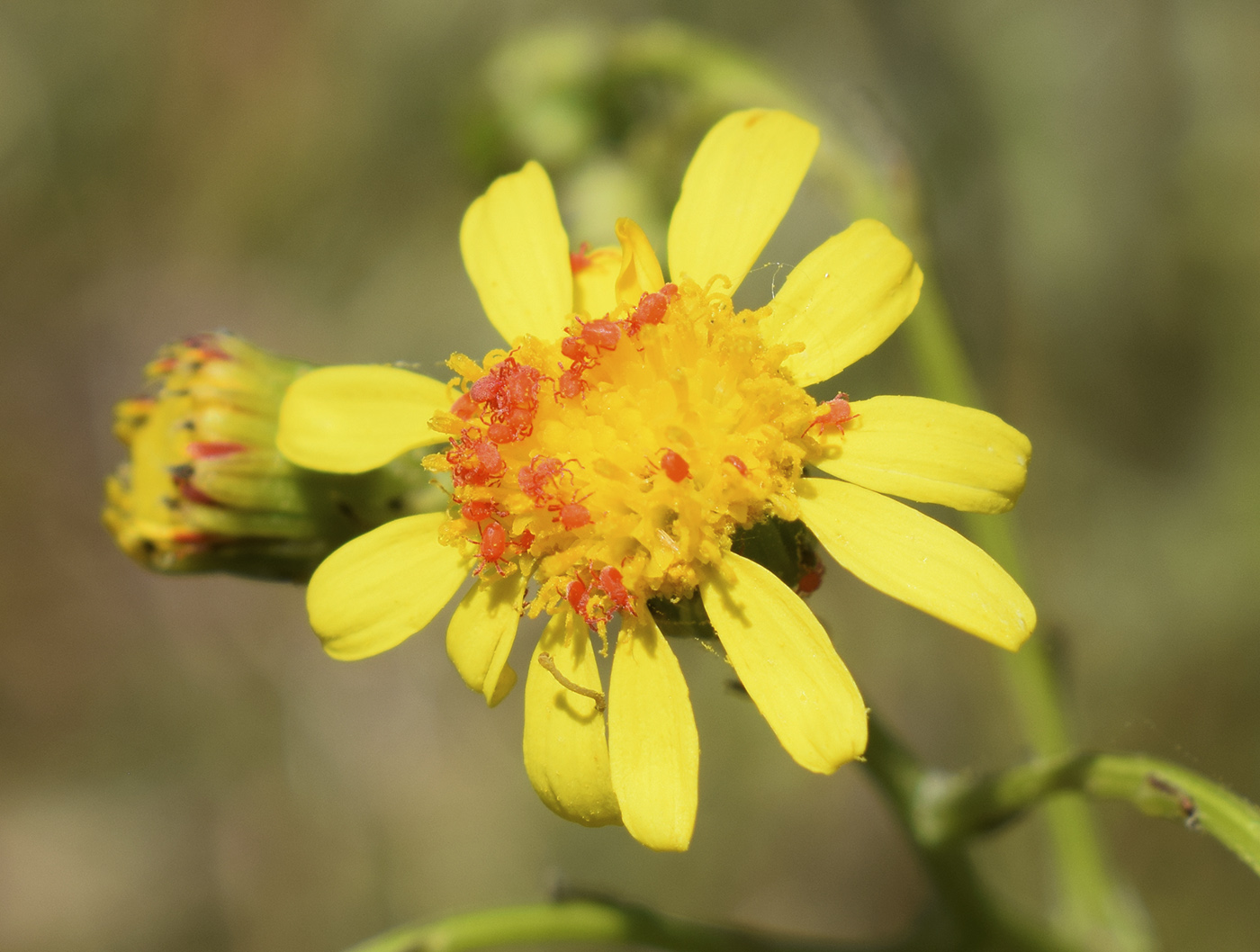 Image of Senecio inaequidens specimen.