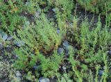 Artemisia obtusiloba. Цветущие растения. Алтай, берег р. Катунь в районе устья р. Чуя. 20.07.2010.