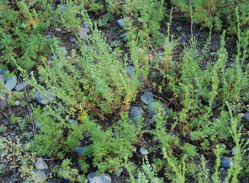 Image of Artemisia obtusiloba specimen.