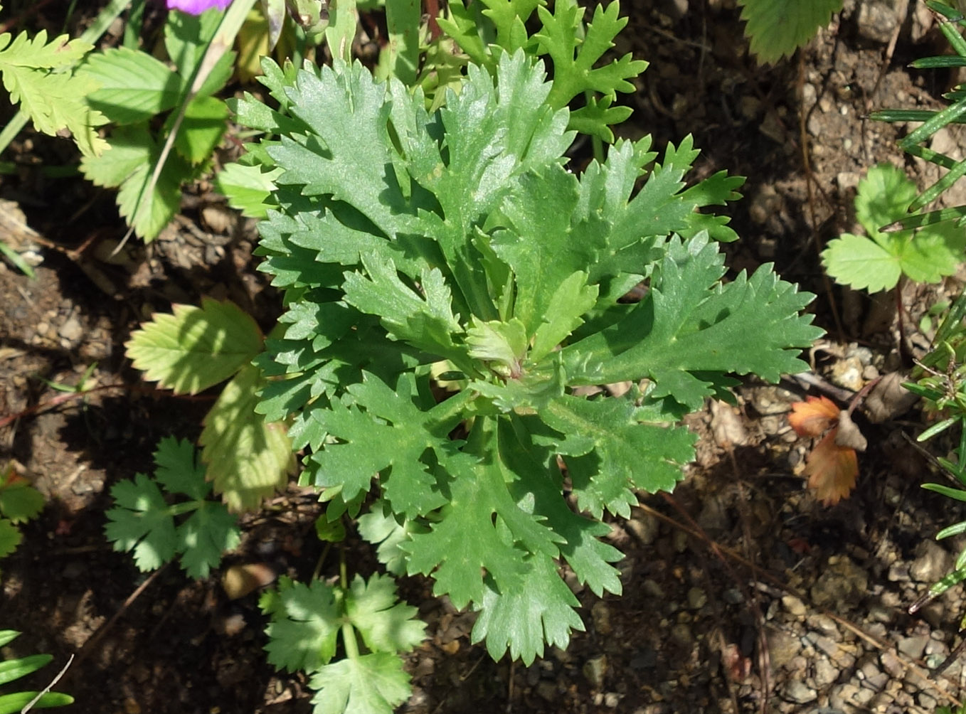 Image of Artemisia japonica specimen.