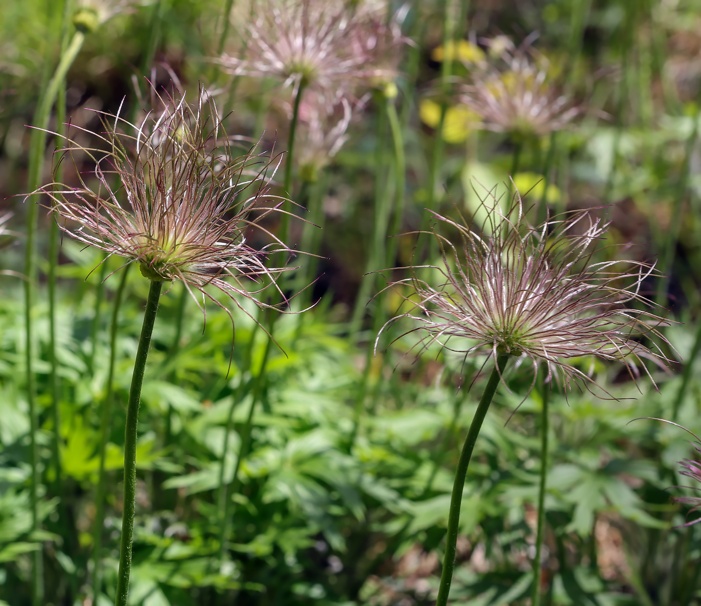 Image of Pulsatilla patens specimen.