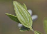 Moehringia lateriflora. Лист (вид с абаксиальной стороны). Приморский край, окр. пос. Дунай, поляна на вершине небольшой сопки. 31.05.2020.