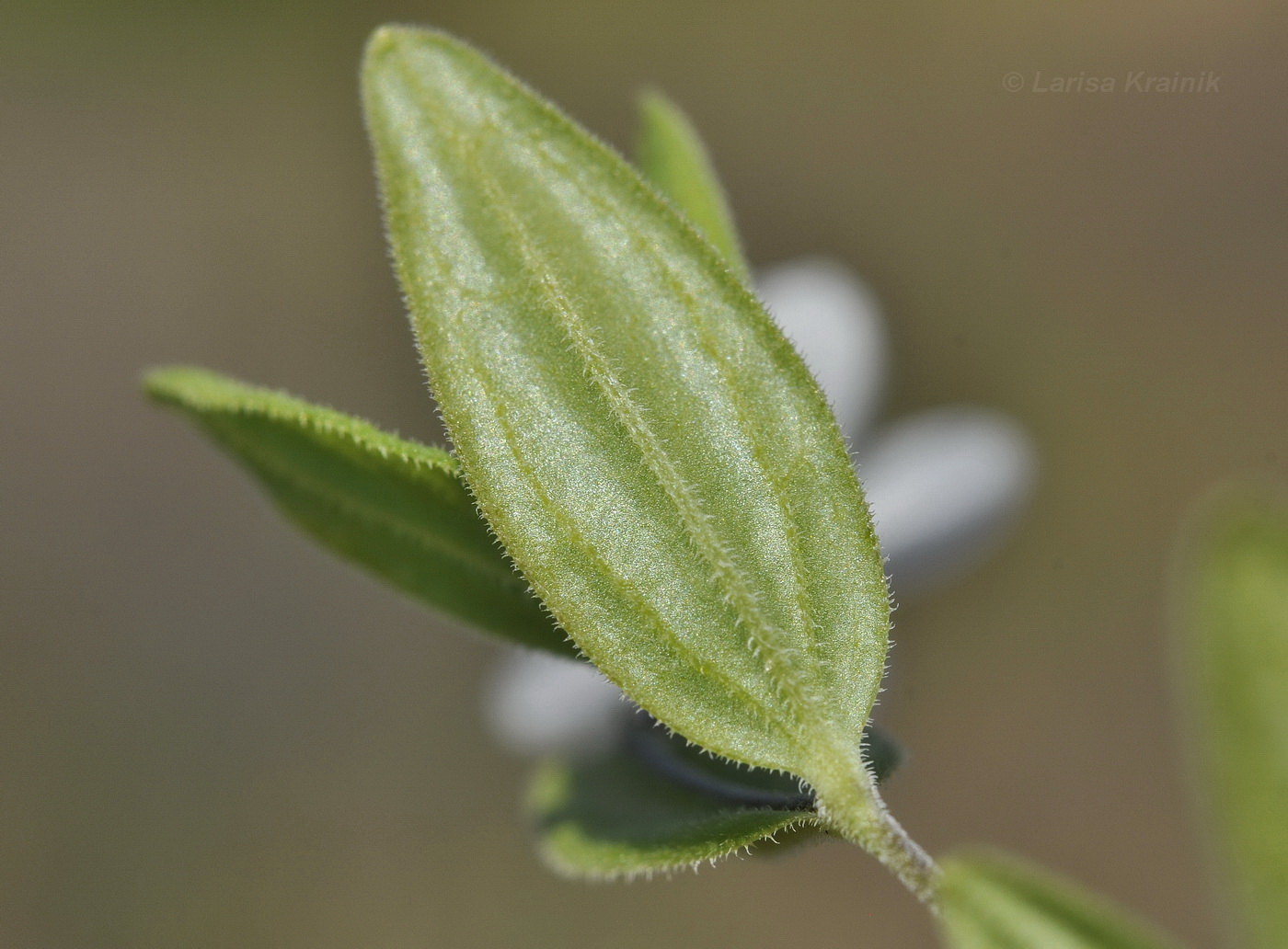 Image of Moehringia lateriflora specimen.