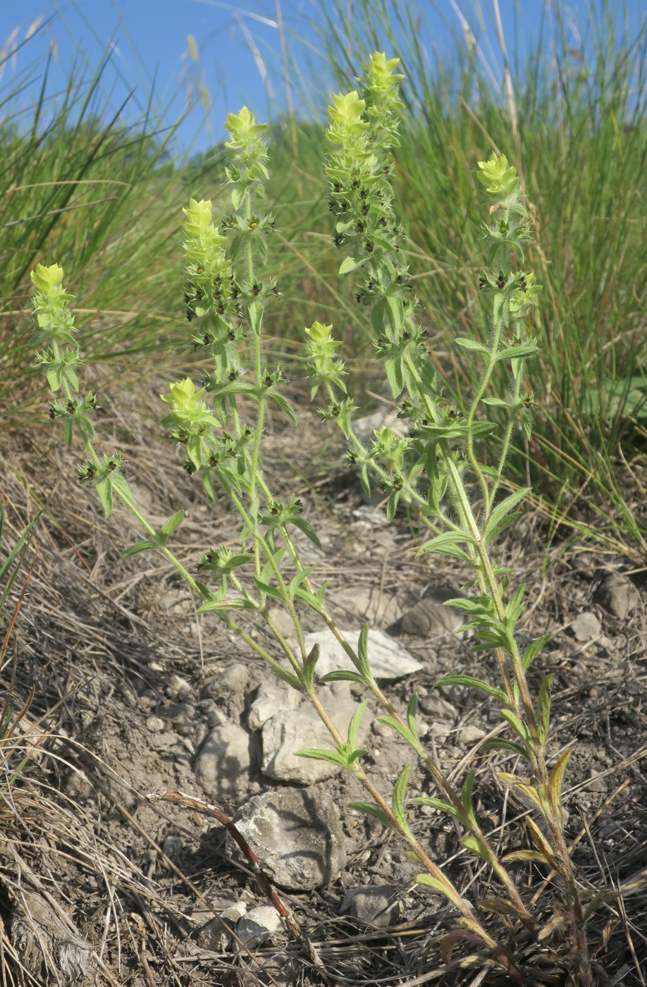 Image of Sideritis montana specimen.