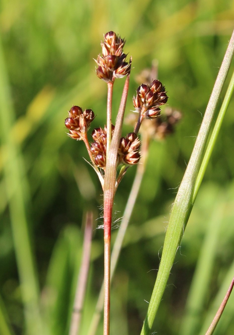 Image of Luzula multiflora specimen.