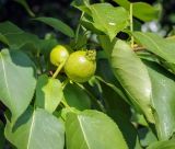 Pyrus ussuriensis. Плоды и листья. Пермский край, г. Пермь, Ленинский р-н, городская эспланада, сквер, в озеленении. 06.07.2020.