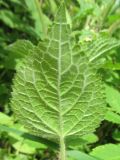 Stachys sylvatica. Лист (абаксиальная поверхность). Беларусь, Минская обл., Минский р-н, Щомыслицкий сельский совет, ботанический памятник природы республиканского значения \"Дубрава\", луг. 15.07.2020.