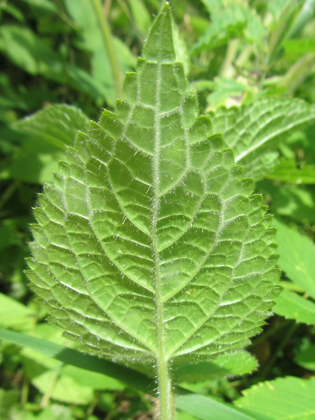 Image of Stachys sylvatica specimen.