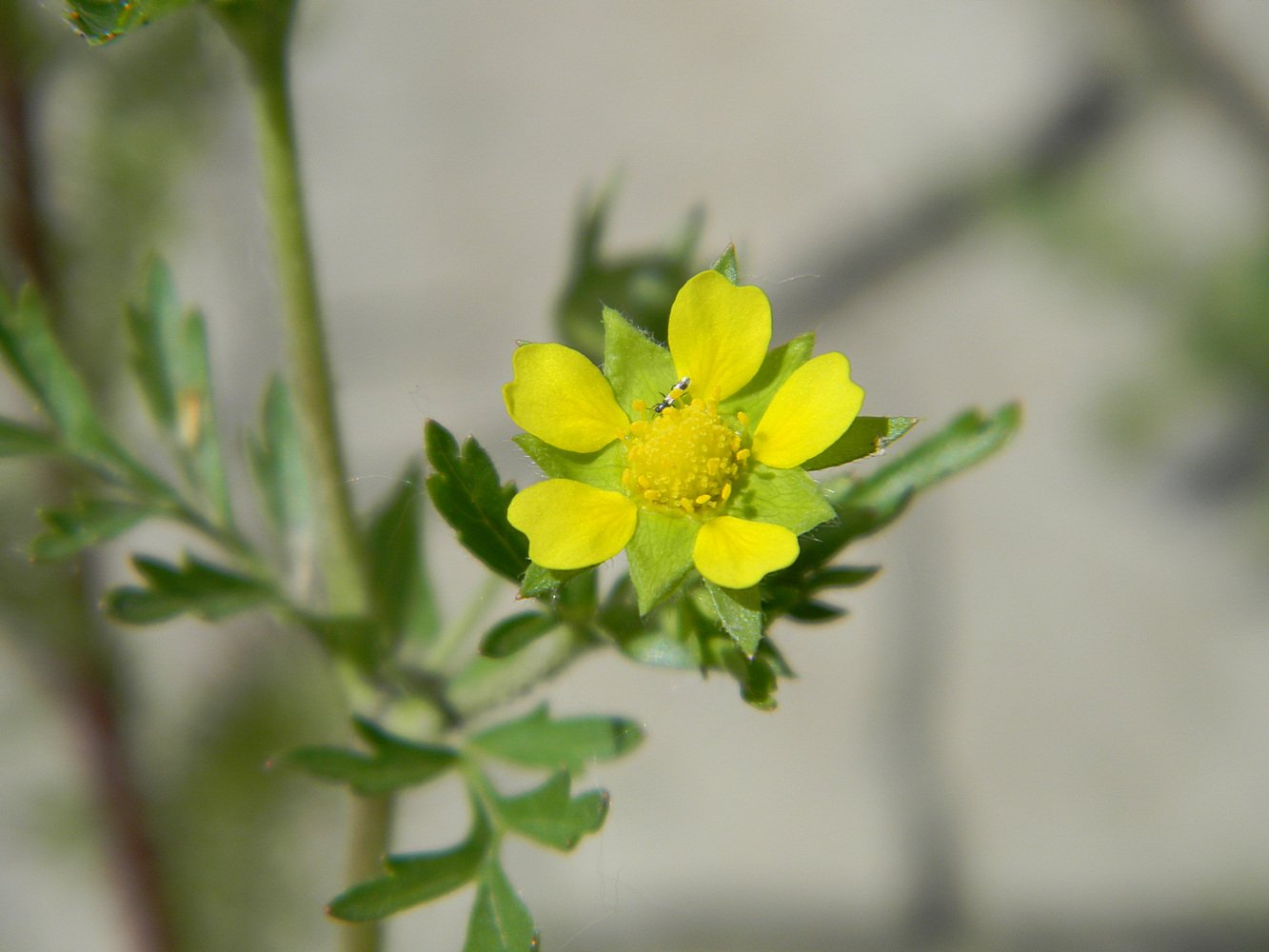 Image of Potentilla supina specimen.