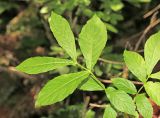 Weigela middendorffiana