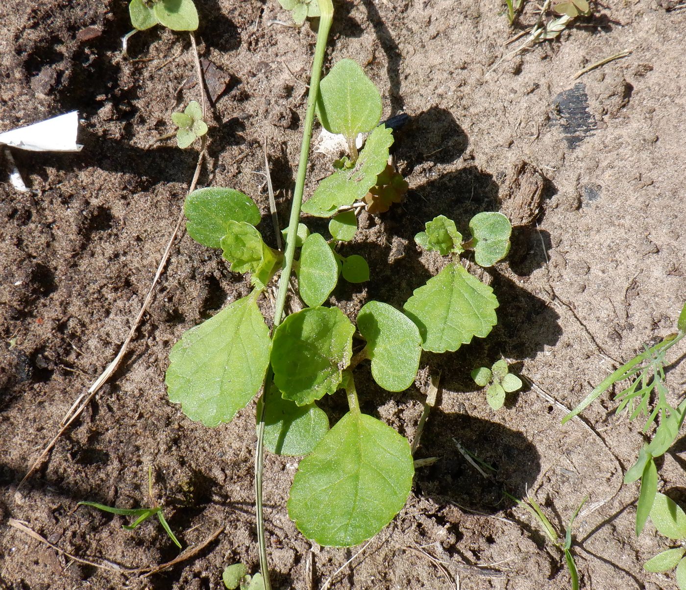 Изображение особи Malope trifida.