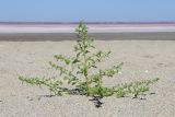 Amaranthus albus. Цветущее растение. Западный Крым, окр. г. Евпатория, песчаный берег оз. Сасык. 29.08.2020.