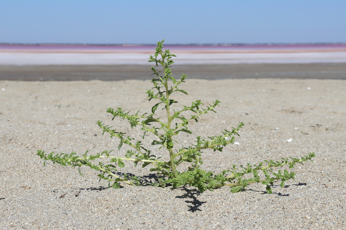 Image of Amaranthus albus specimen.