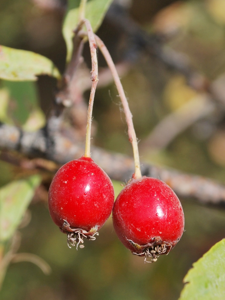 Изображение особи Crataegus turkestanica.