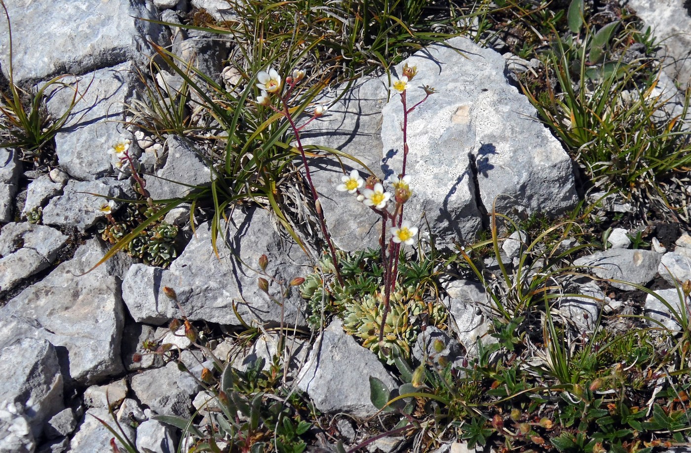 Изображение особи Saxifraga cartilaginea.