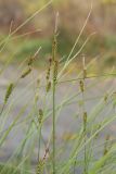 Carex juncella