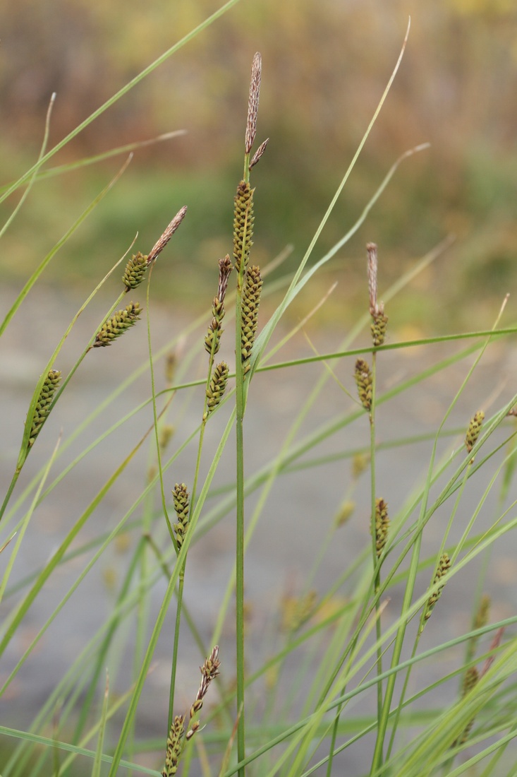 Изображение особи Carex juncella.